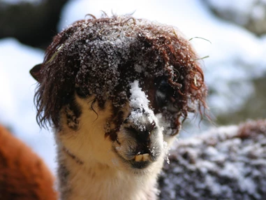Ausflugsziel: Alpaka im Schnee - Zoo Salzburg Hellbrunn