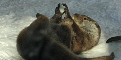 Ausflug mit Kindern - Schörfling am Attersee - Fischotter beim spielen im Schnee - Zoo Salzburg Hellbrunn