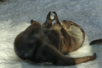 Ausflugsziel: Fischotter beim spielen im Schnee - Zoo Salzburg Hellbrunn