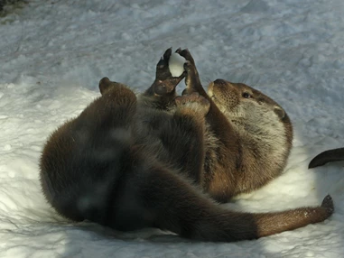 Ausflugsziel: Fischotter beim spielen im Schnee - Zoo Salzburg Hellbrunn