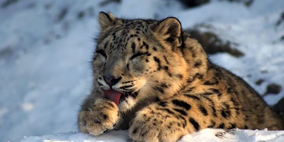 Ausflug mit Kindern - Schörfling am Attersee - Schneeleopard im Winter - Zoo Salzburg Hellbrunn
