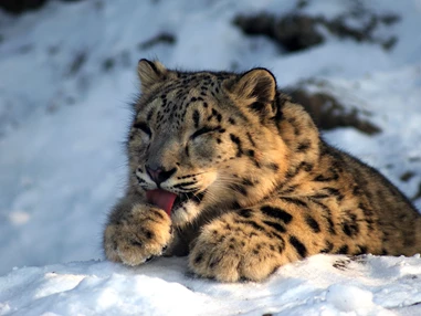 Ausflugsziel: Schneeleopard im Winter - Zoo Salzburg Hellbrunn