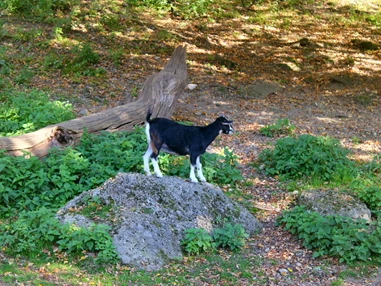 Ausflugsziel: Zoo Salzburg Hellbrunn