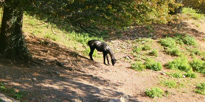 Ausflug mit Kindern - Schörfling am Attersee - Zoo Salzburg Hellbrunn