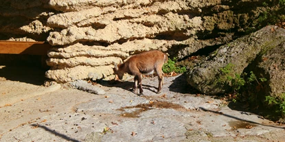 Ausflug mit Kindern - Schörfling am Attersee - Zoo Salzburg Hellbrunn