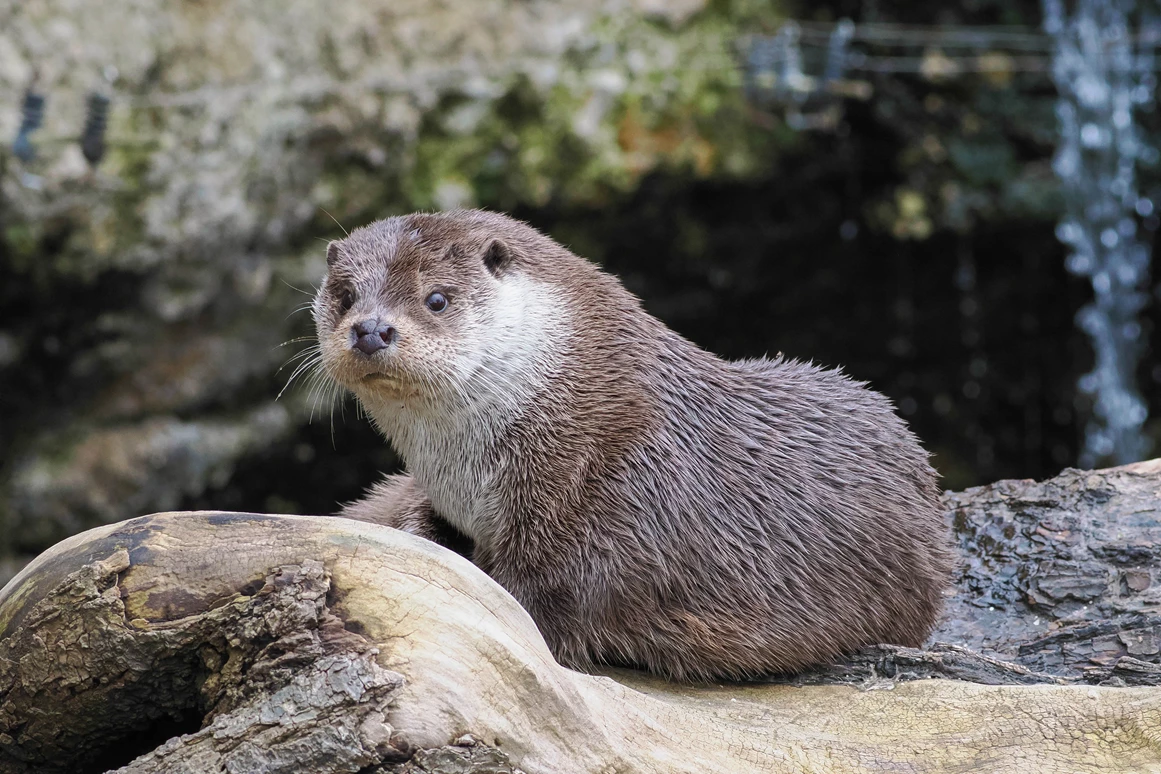 Ausflugsziel: Zoo Salzburg Hellbrunn