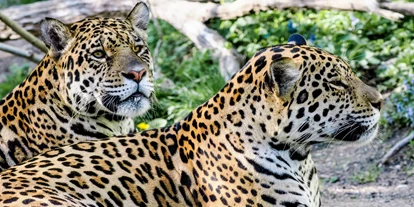 Ausflug mit Kindern - Schörfling am Attersee - Zoo Salzburg Hellbrunn