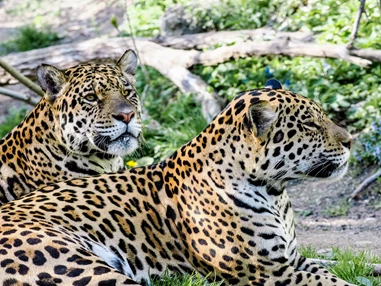 Ausflugsziel: Zoo Salzburg Hellbrunn
