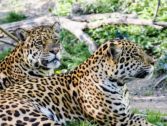 Ausflugsziel: Zoo Salzburg Hellbrunn