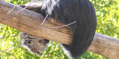 Ausflug mit Kindern - Schörfling am Attersee - Zoo Salzburg Hellbrunn