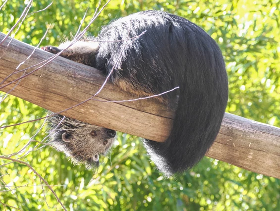 Ausflugsziel: Zoo Salzburg Hellbrunn