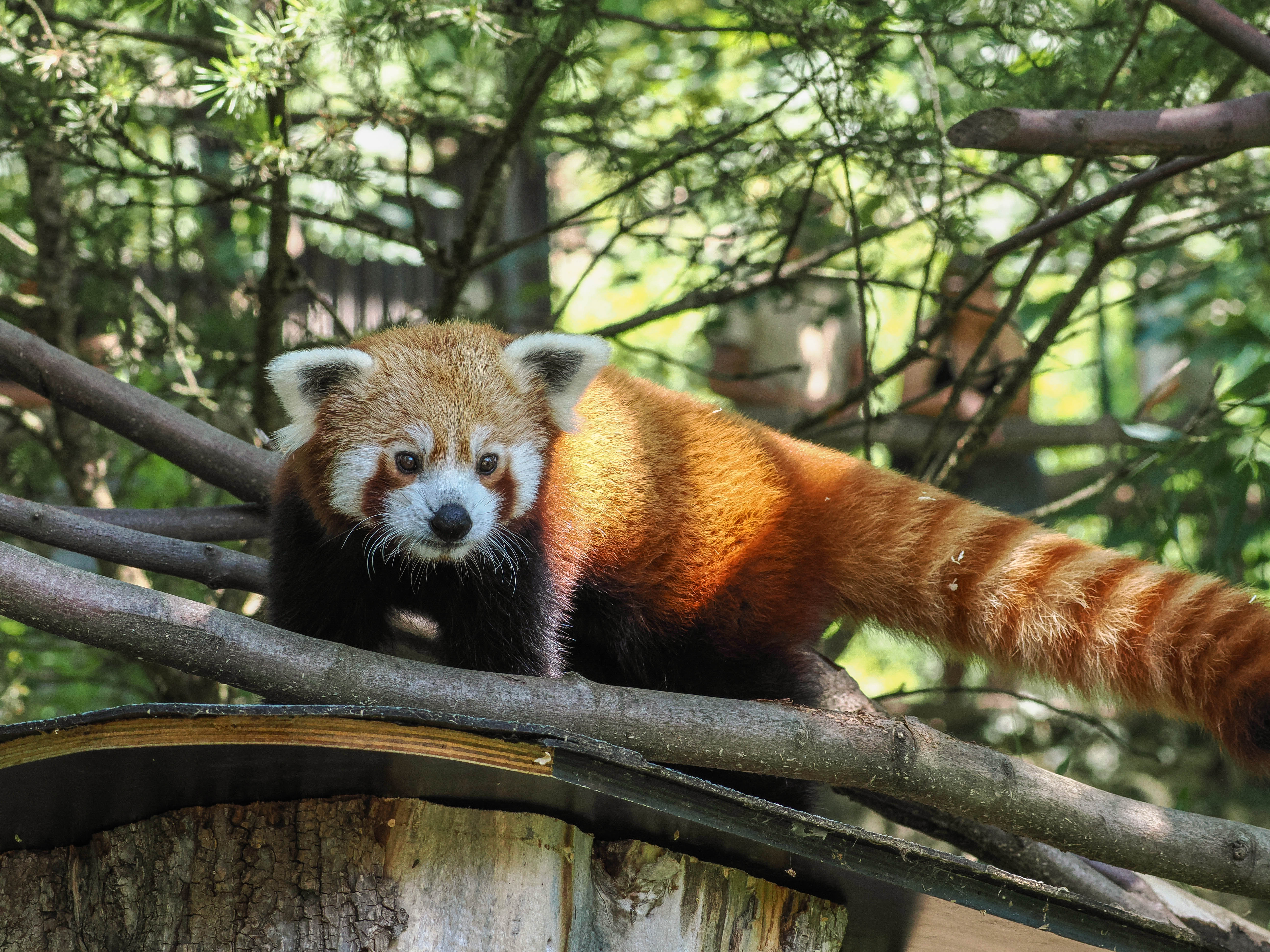 Ausflugsziel: Zoo Salzburg Hellbrunn