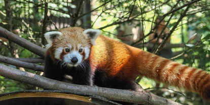 Ausflug mit Kindern - Schörfling am Attersee - Zoo Salzburg Hellbrunn