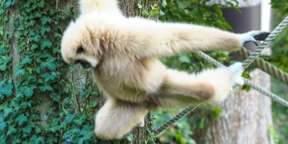 Ausflug mit Kindern - Schörfling am Attersee - Zoo Salzburg Hellbrunn