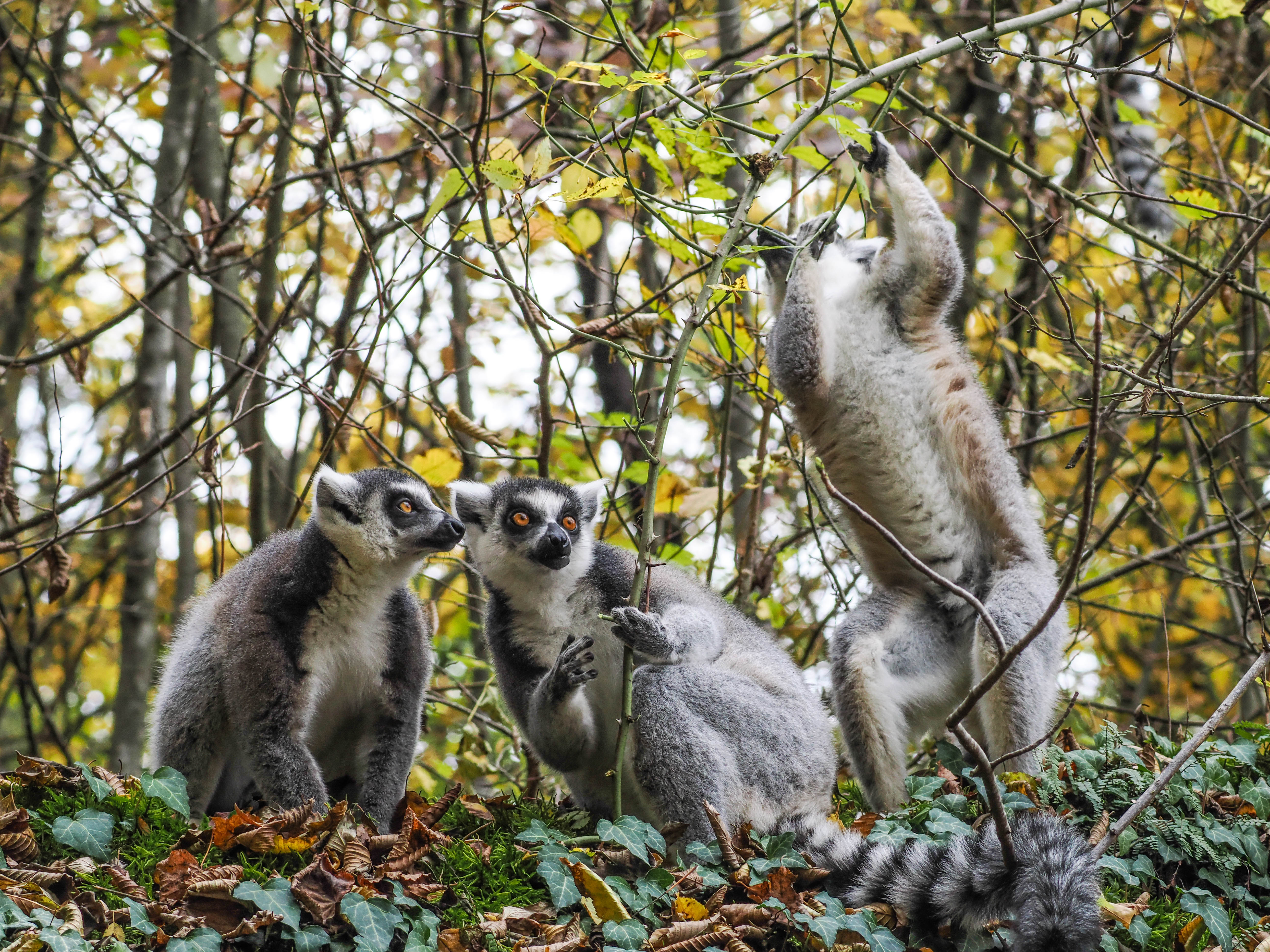 Ausflugsziel: Zoo Salzburg Hellbrunn