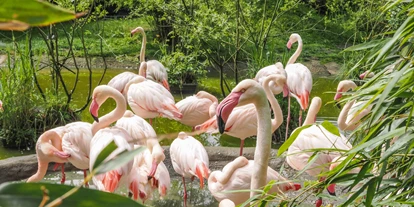 Ausflug mit Kindern - Schörfling am Attersee - Zoo Salzburg Hellbrunn