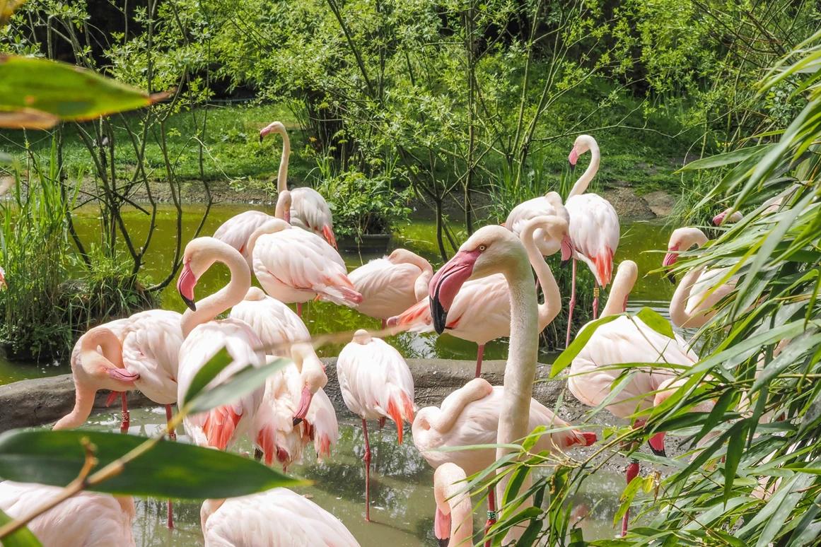 Ausflugsziel: Zoo Salzburg Hellbrunn