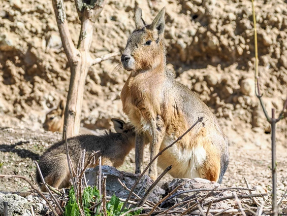 Ausflugsziel: Zoo Salzburg Hellbrunn