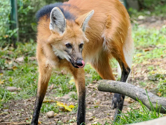 Ausflugsziel: Zoo Salzburg Hellbrunn