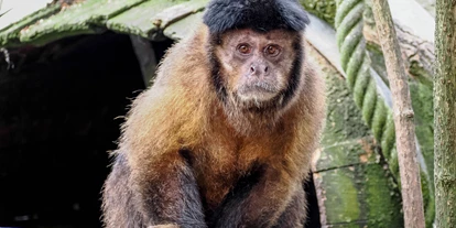 Ausflug mit Kindern - Schörfling am Attersee - Zoo Salzburg Hellbrunn