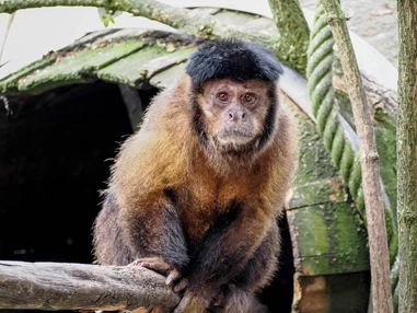 Ausflugsziel: Zoo Salzburg Hellbrunn