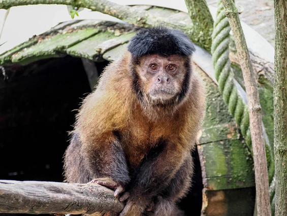 Ausflugsziel: Zoo Salzburg Hellbrunn