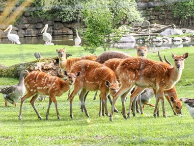 Ausflugsziel: Zoo Salzburg Hellbrunn