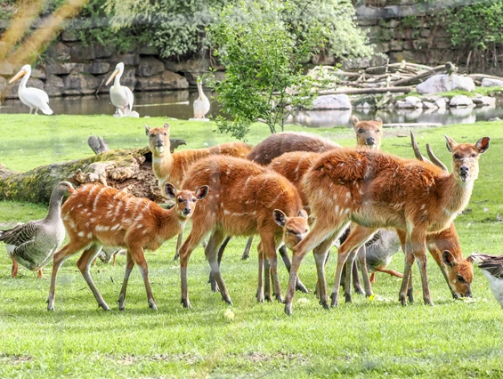 Ausflugsziel: Zoo Salzburg Hellbrunn