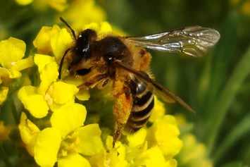 Ausflugsziel: Bienenerlebnisweg Seeham