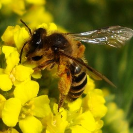 Ausflugsziel: Bienenerlebnisweg Seeham