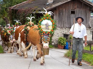 Erste Ferienregion im Zillertal wiederkehrende Events Almabtriebe in der ersten Ferienregion