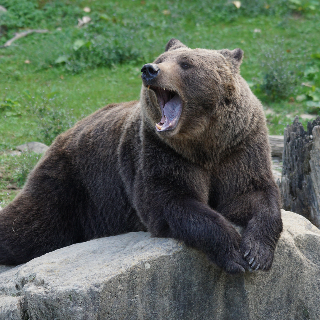 Ausflug mit Kindern - Remschnigg - Bärenhof Berghausen