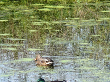 Ausflugsziel: Naturerlebnisweg Seekirchen