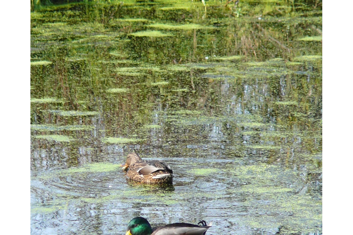 Ausflugsziel: Naturerlebnisweg Seekirchen