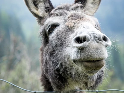 Reis met kinderen - Wickeltisch - Esel, Hirsch, Hase, Waschbär, Fuchs, Ziege und viele weitere freuen sich auf euren Besuch - Waldpark Hochreiter