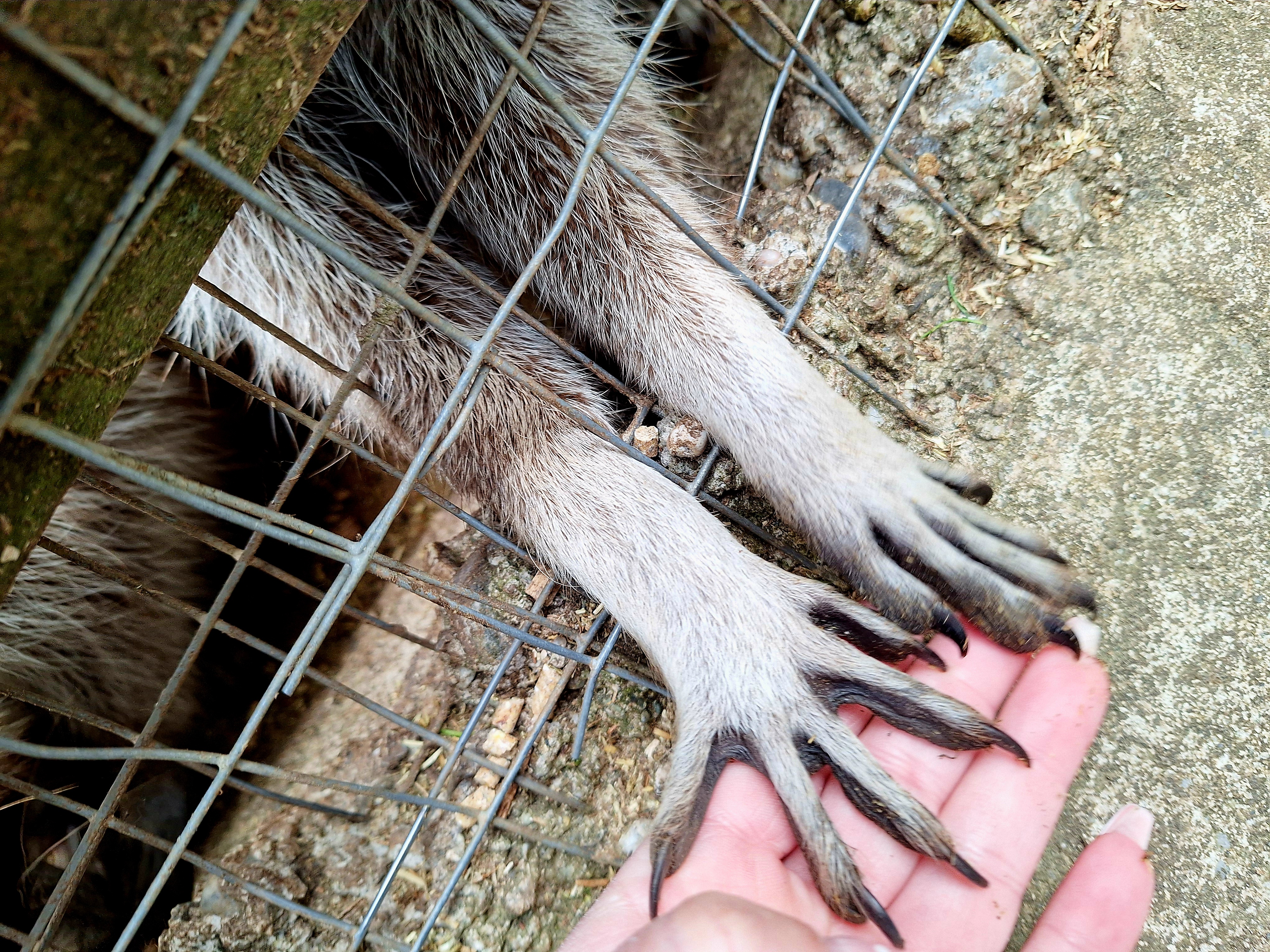 Ausflugsziel: Waschbären füttern  - Waldpark Hochreiter