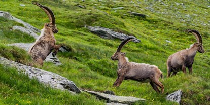 Ausflug mit Kindern - Högmoos - Könige der Alpen - Steinbockbeobachtung
