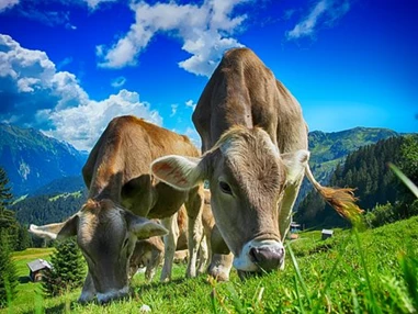 Ausflugsziel: Landgasthaus Planötzenhof