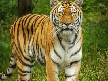 Ausflugsziel: Zoo Schmiding