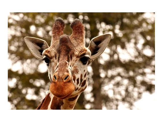 Ausflugsziel: Zoo Schmiding