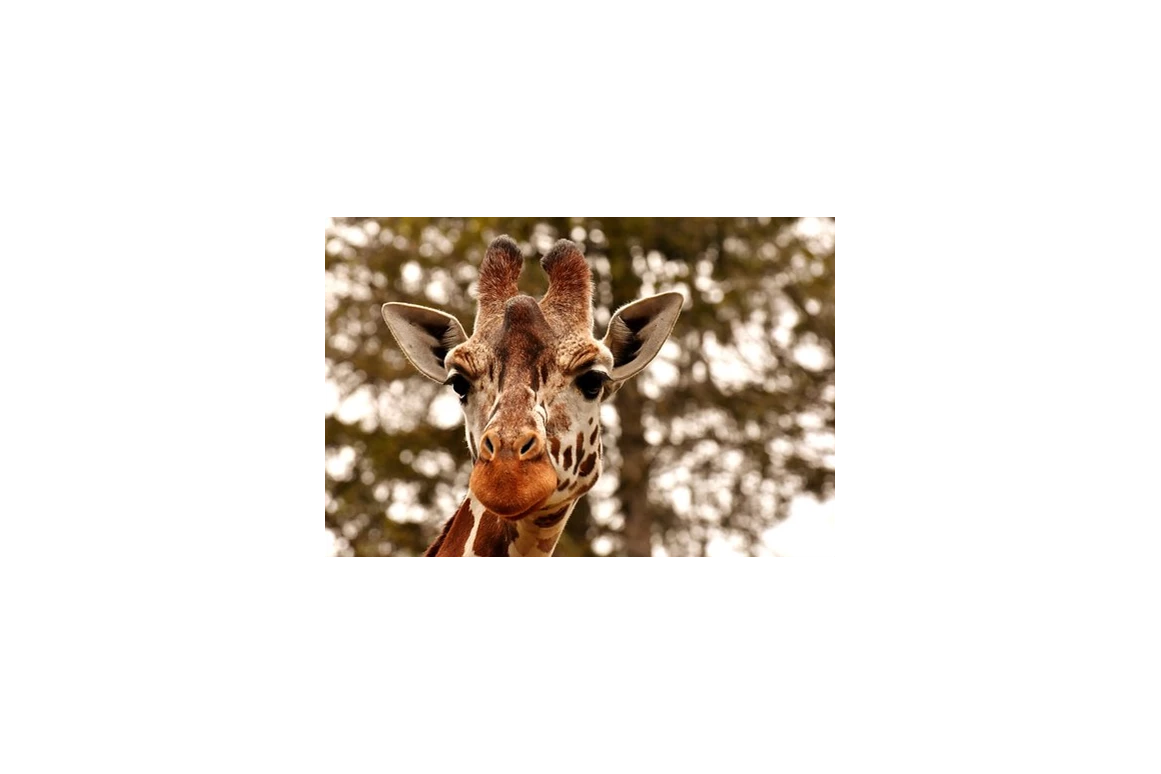 Ausflugsziel: Zoo Schmiding