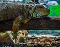 Ausflugsziel: Aquarium und Reptilienzoo