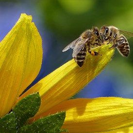 Ausflugsziel: Bienenführung