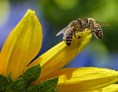 Ausflugsziel: Bienenführung