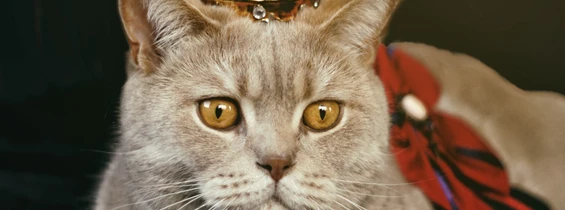Ausflugsziel: CATS - Der Welterfolg endlich zurück in Wien