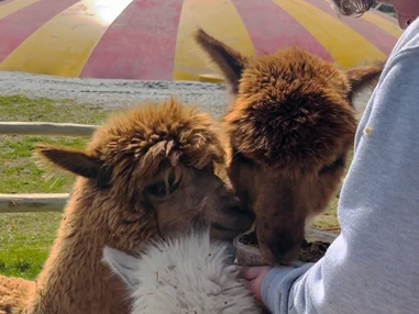 Ausflugsziel: Freizeitpark Lutzmannsburg