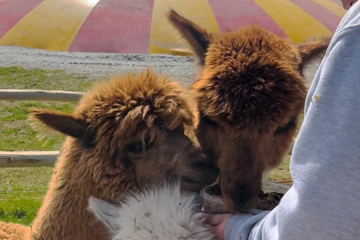 Ausflugsziel: Freizeitpark Lutzmannsburg