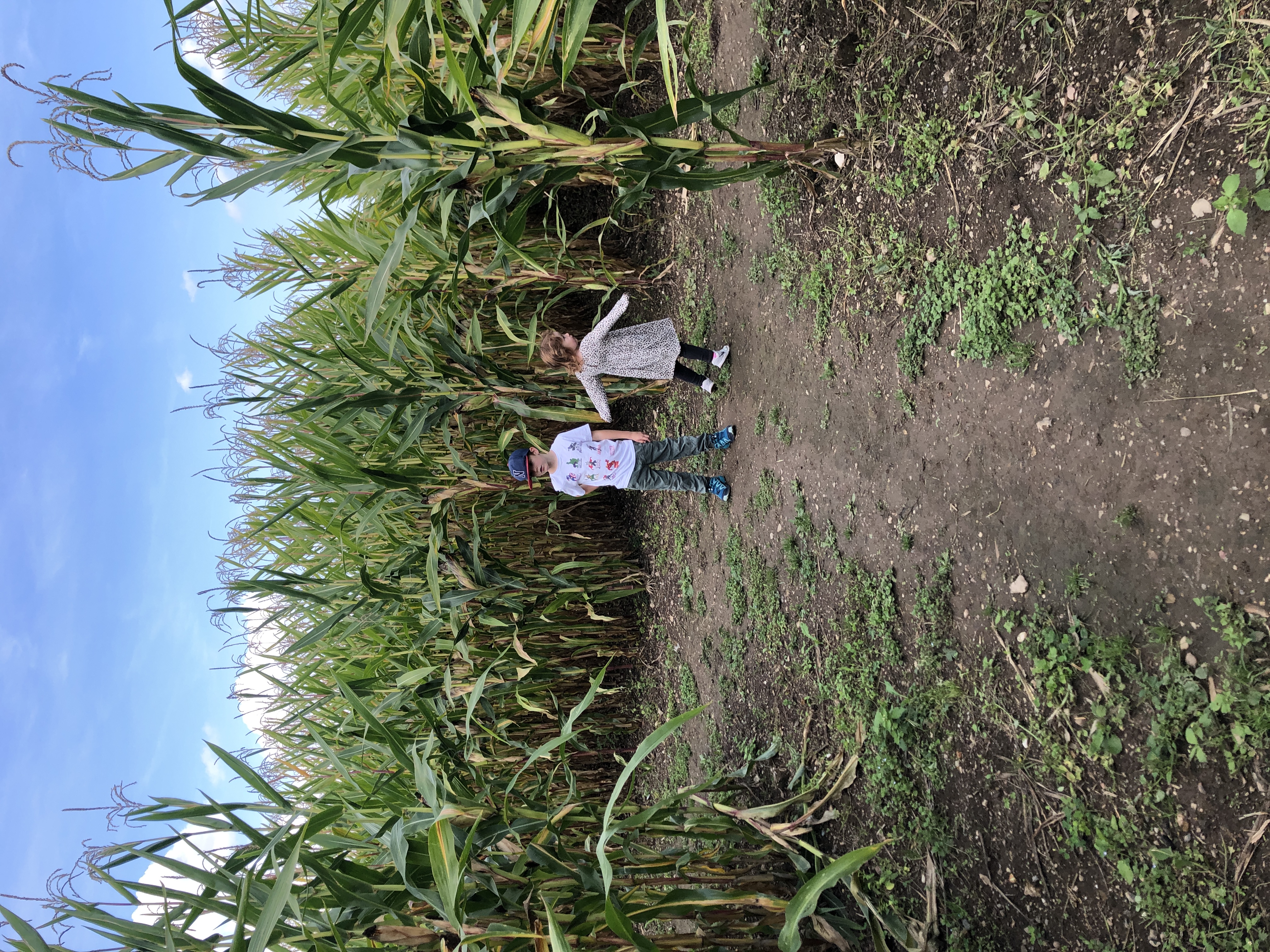 Ausflug mit Kindern - Steinbach (Taunus) - Symbolbild für Maislabyrinth Lich-Eberstadt. Keine exakte Darstellung.  - Maislabyrinth Lich-Eberstadt