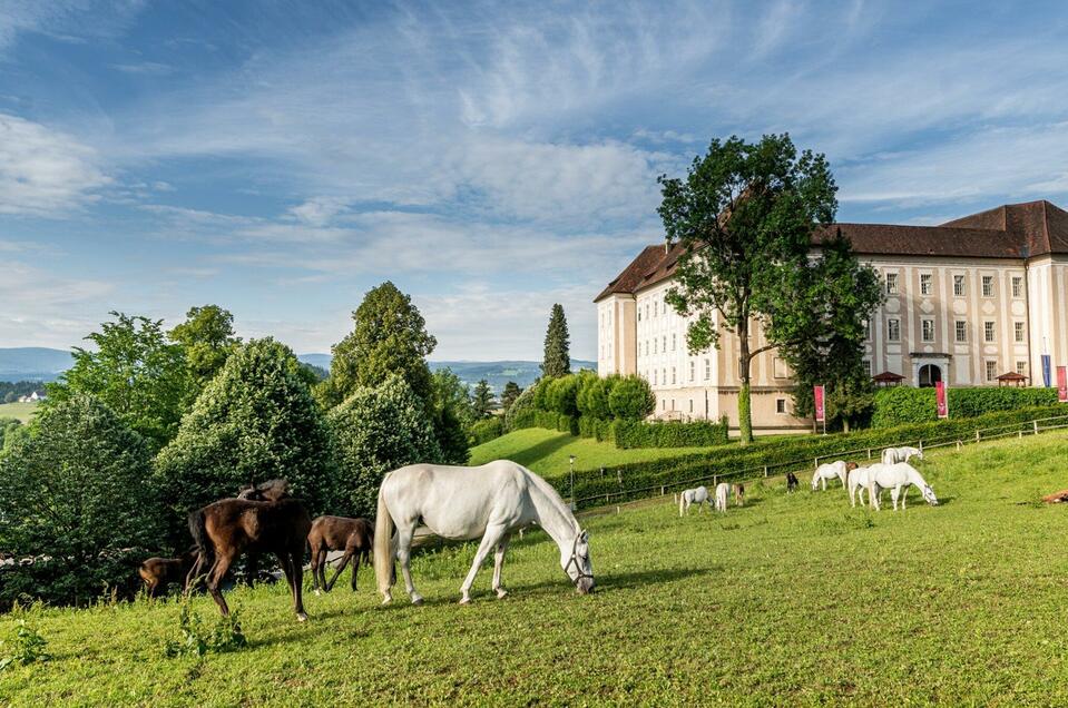 Ausflugsziel: Lipizzanergestüt Piber - Lipizzanergestüt Piber