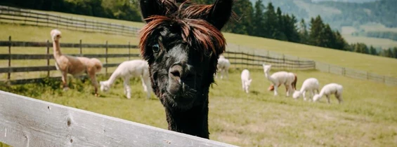 Ausflugsziel: Alpaka Zottlerhof - Alpaka Zottlerhof